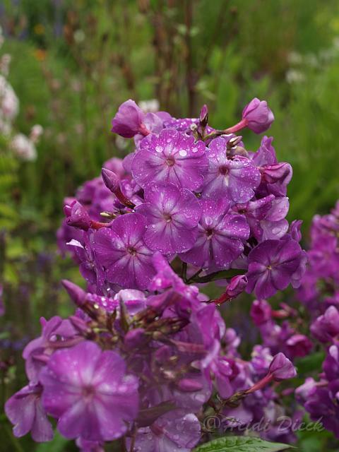 Phlox Kesselring_1.JPG
